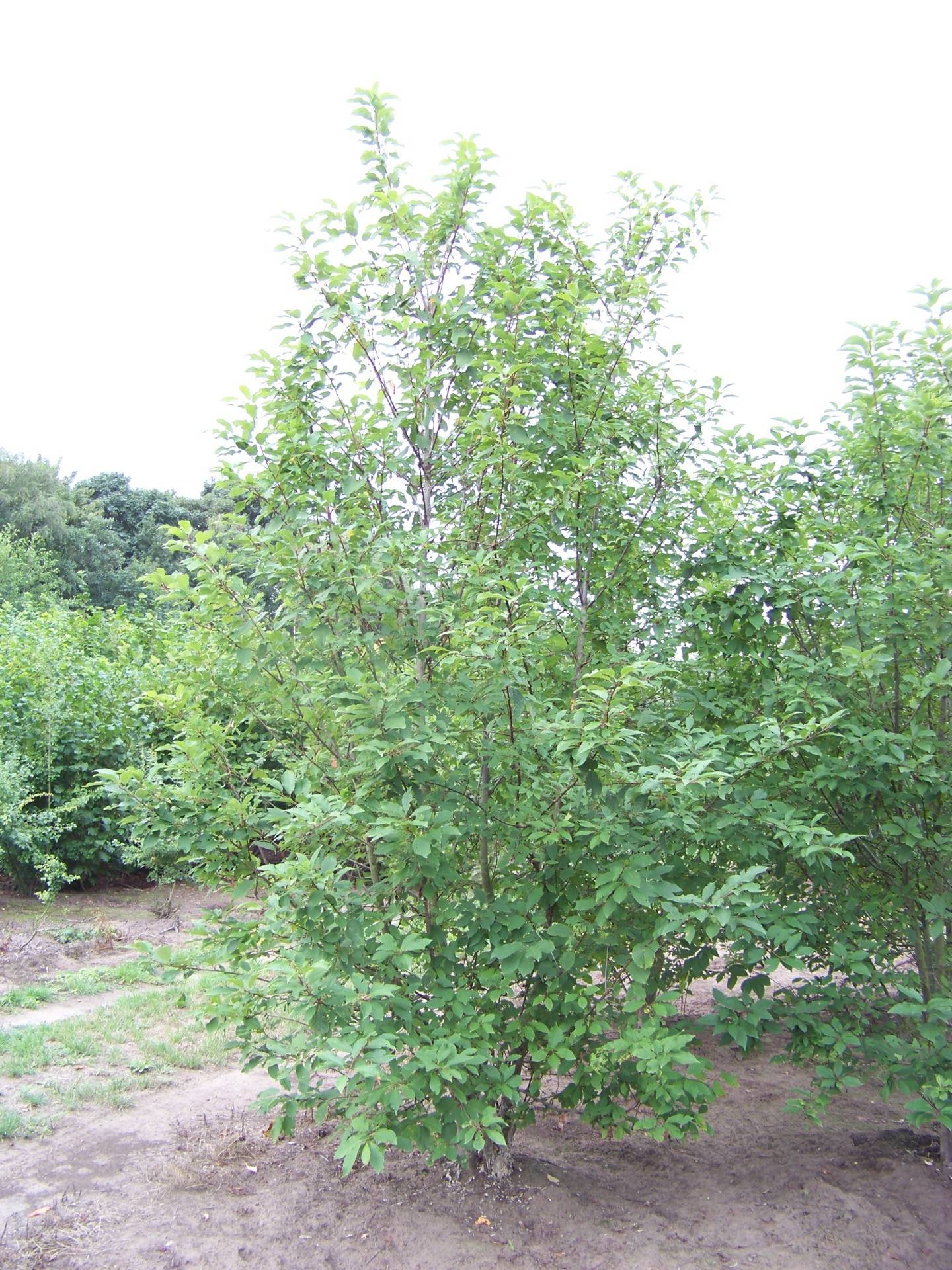 Prunus padus_04